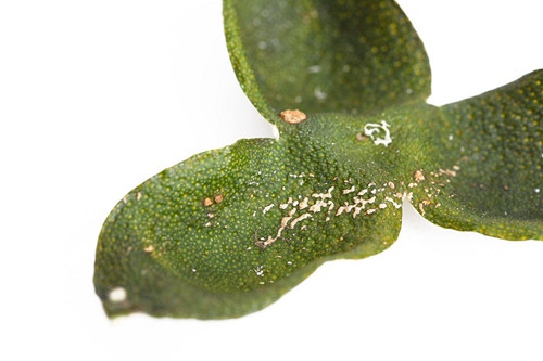 深圳怎麽泡新會柑普洱茶價格
